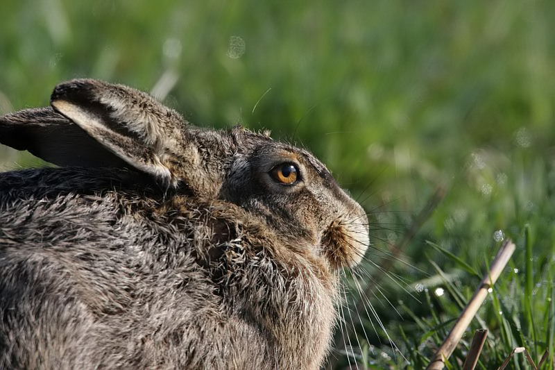 Lepus europaeus Europese Haas Hare